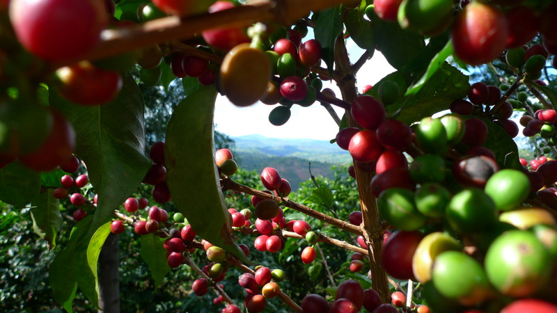 Café arabica cultivado