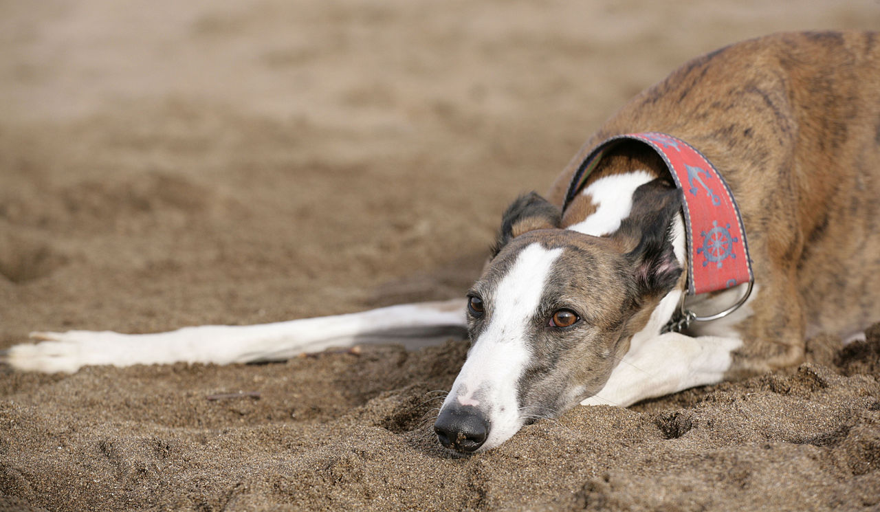 Galgo Galgo