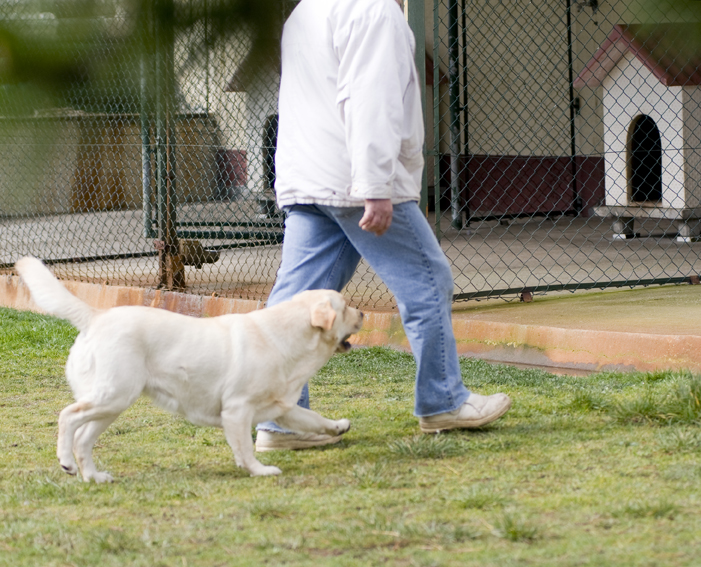 Terapias con perros en las cárceles españolas.