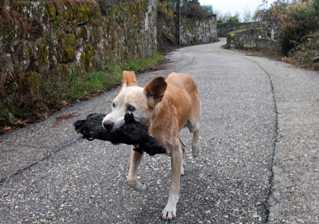 Una perrita lleva en la boca el cadáver calcinado de su cría