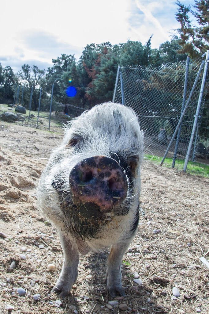 Aisha llegó al Valle Encantado sin orejas y sospechan que algún animal se las comió cuando estaba abandonada./ El Valle Encantado