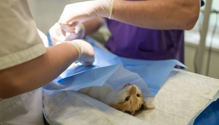 veterinarios