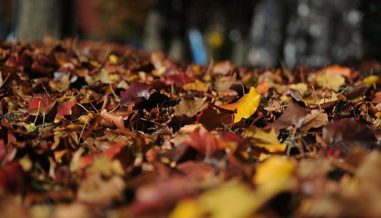 otoño